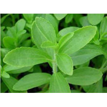 USP Grade Pharmaceutical Raw Material Stevia Leaf Extracts 90%Min. HPLC